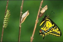 rups-naar-vlinder